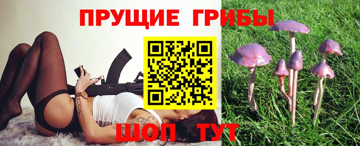 Псилоцибиновые грибы Psilocybe Обнинск